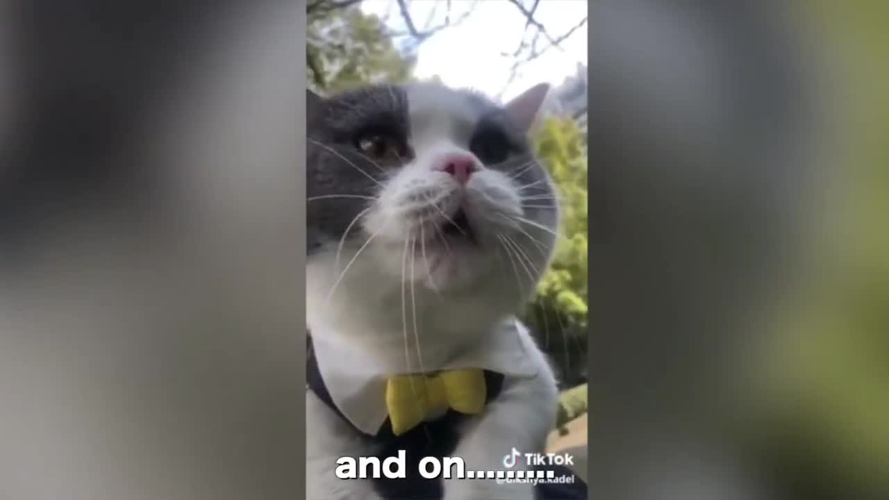 Cats talking !! these cats can speak english better than hooman