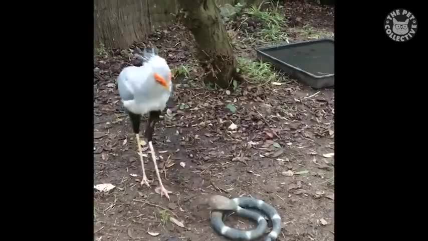 funny birds try not to Laugh .