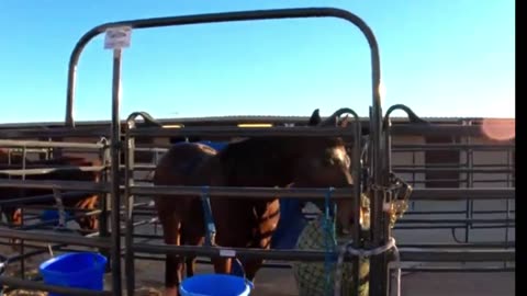 Late afternoon stable snacking at The Patriot Vegas 2023: horses enjoy a bite to eat in the sun