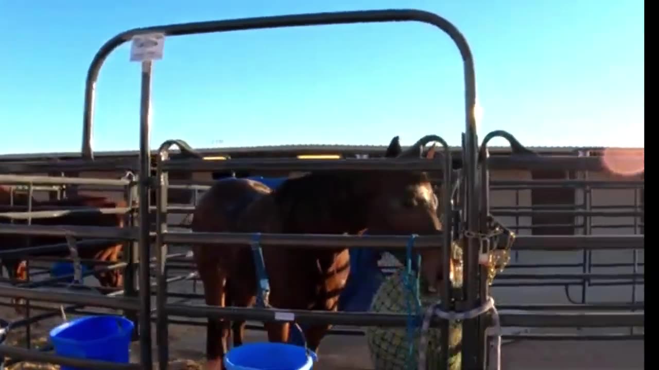 Late afternoon stable snacking at The Patriot Vegas 2023: horses enjoy a bite to eat in the sun