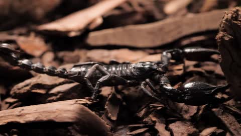 CLOSEUP: Black Scorpion Walking