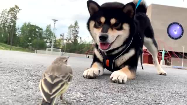 Happy nice videos dogs Beattyfull puppies Beautiful Dogs
