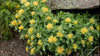 ( Rhodiola Rosea ) serve para reduz o estresse e a ansiedade e queima gorduras