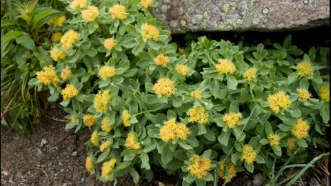 ( Rhodiola Rosea ) serve para reduz o estresse e a ansiedade e queima gorduras