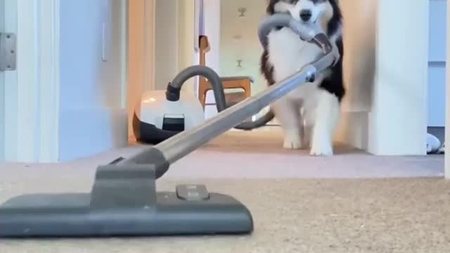 Cute dog cleaning home amazing dog 2022