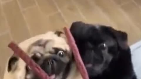 When my dog sees me with a treat in my hand