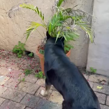 Myth Busting Cadaver Dogs Series