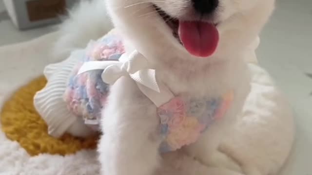 "They say it's a puppy that lies, but a puppy doesn't lie."