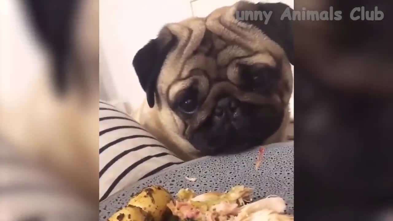 Funny Animal Videos