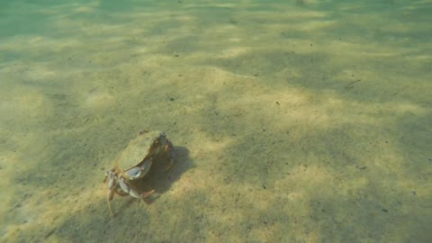 A beautiful sea crab walking along an ocean sandy floor