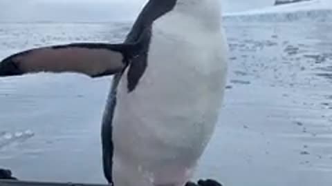 Penguin passing by to say hi on the boat