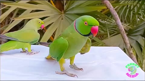 The Parrot with a Talent for Video Stardom