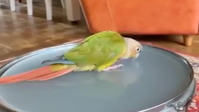 Funny Parrots Videos Compilation cute moment of the animals - Cutest Parrots #11