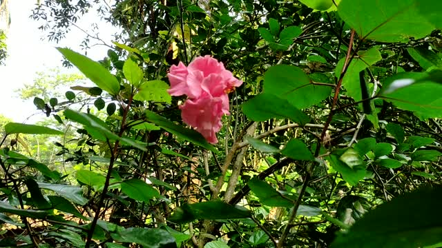 Wow Wonderful!!!! very beautiful flowers