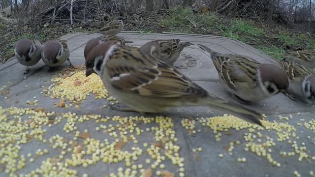 Bird feeding video