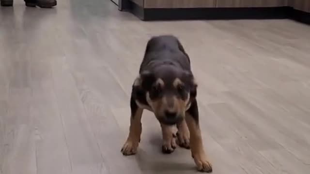 A dog is the best dancer | Funny dogs