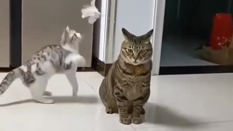 Cute & Funny Cats playing