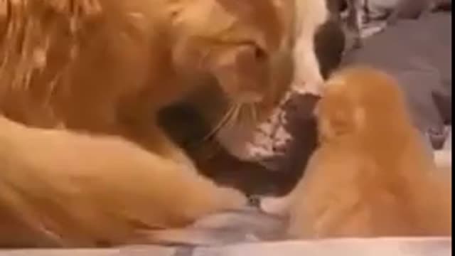 Cat Introduces Dog To Kitten