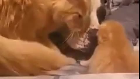 Cat Introduces Dog To Kitten