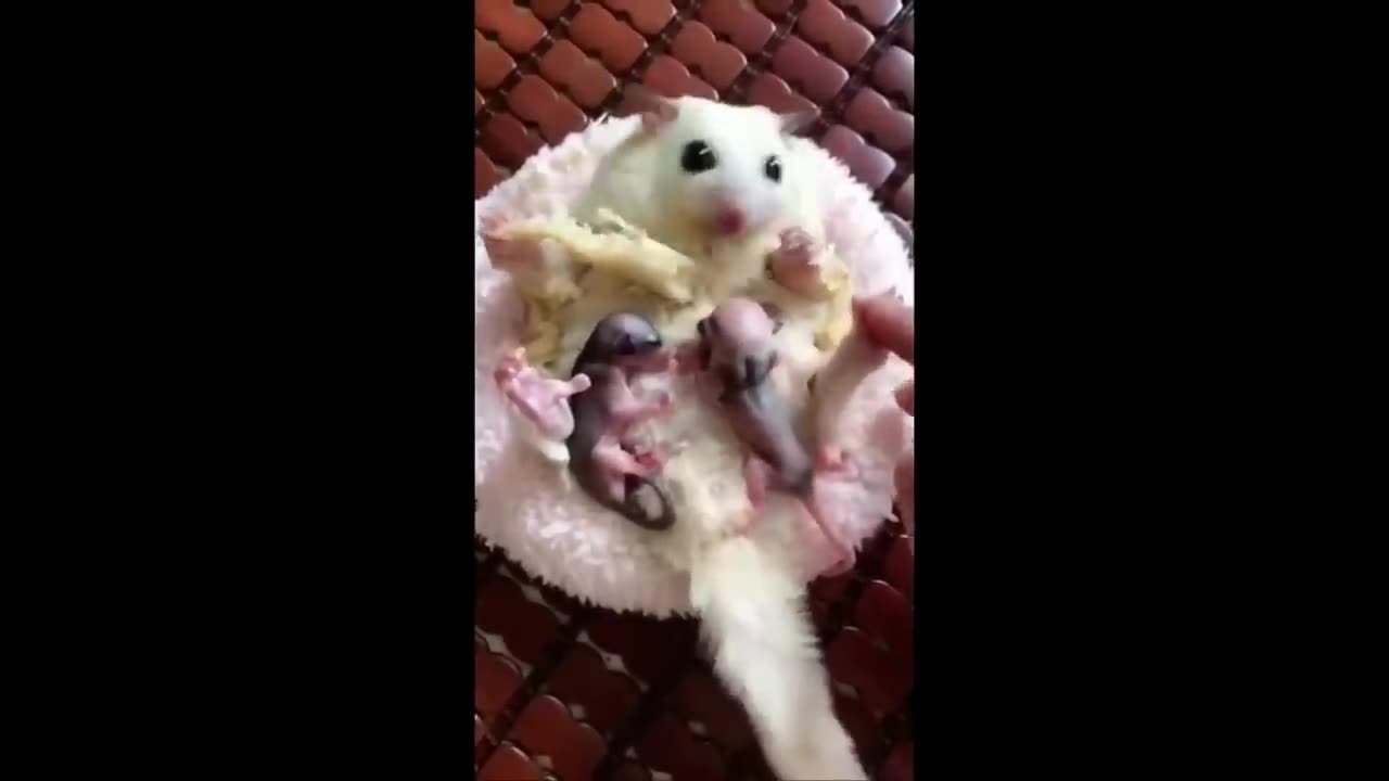 Cute Baby Animals Videos Compilation | Funny and Cute Moment of the Animals #3 - Cutest Animals 2023