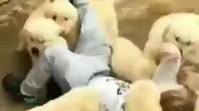 Funny dog