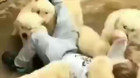 Funny dog