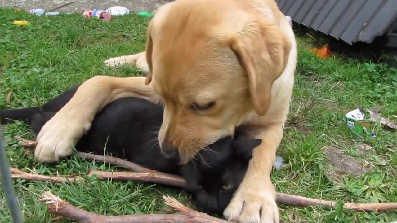 Dog eats cat alive😱 cat is killed