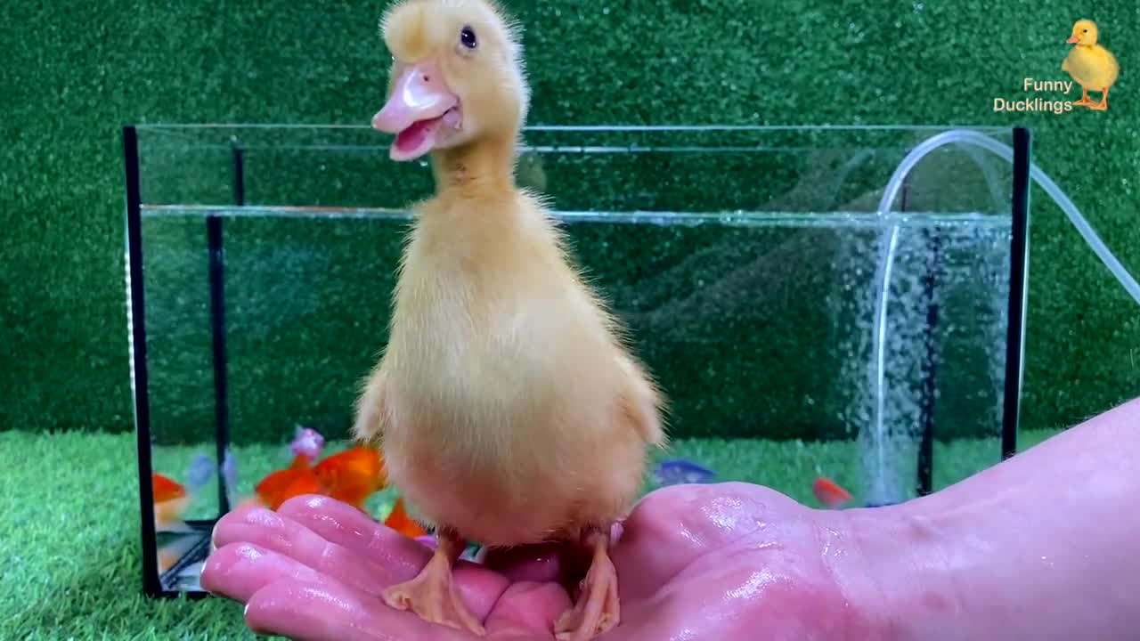 Baby Duck Duckling, Goldfish, Koi Carp Fish