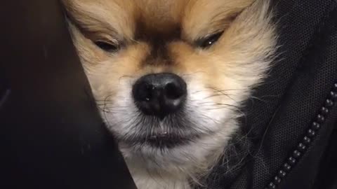 Brown dog's face between jacket making funny face
