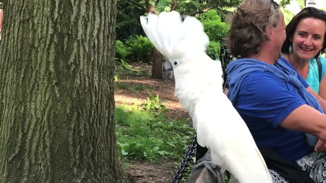 White Cockatoo Barks Like A Dog At The Dog Park