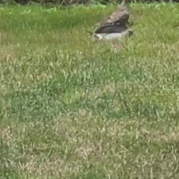 Mourning doves WAVING HELLO as they bask in the sun! EPIC!