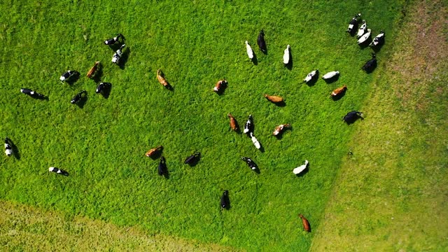 Concerned Farmer uses drone to watch on calves