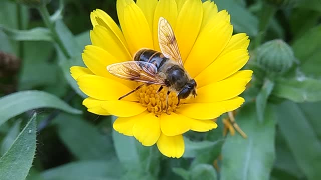 Beautiful bee Collecting Nectar from flowers