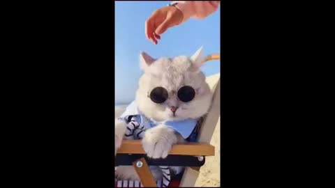 Cat on the beach