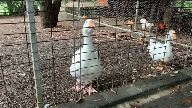 Singing duck. It's a little noisy.