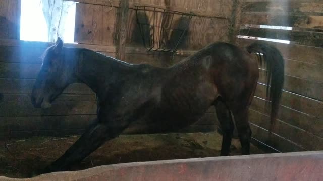 Forest doing morning yoga