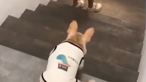 Funny dog walking down the steps 🤣🤣🤣