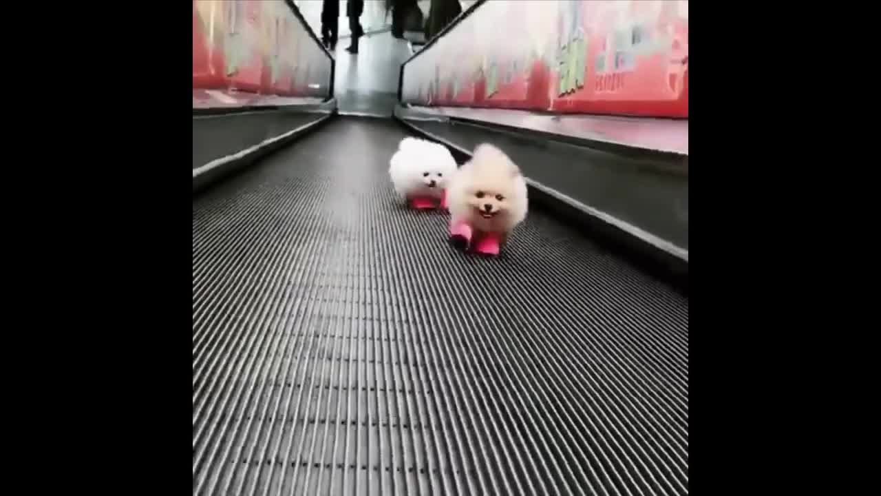 funny Dogs