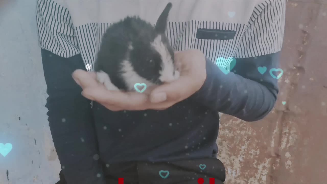 PLAYING WITH RABBIT #gaming #pubgfreefire #bgmiindia #bgmilite #pubgmobile #livegaming #game