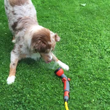Aussie puppy just loves playing with the water hose