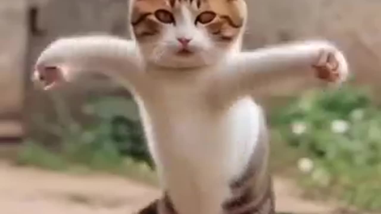 Funny cat