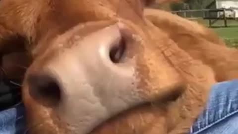 Animal Love
