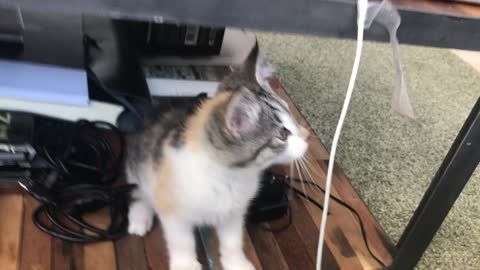 A kitten is playing the game