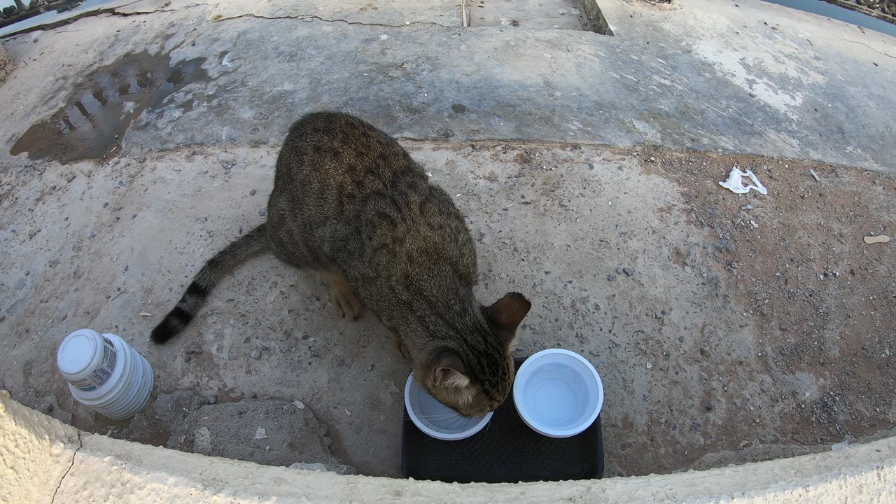 MICHAEL JACKSON - Homeless cat in Ras Al Khaimah, UAE #cat #cats #MichaelJackson #emirates #ae #UAE