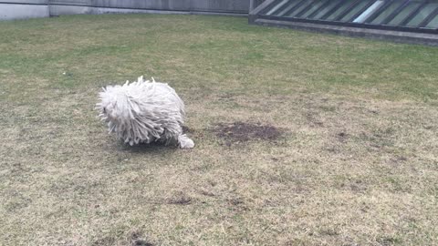 Mumford the Mop Dog