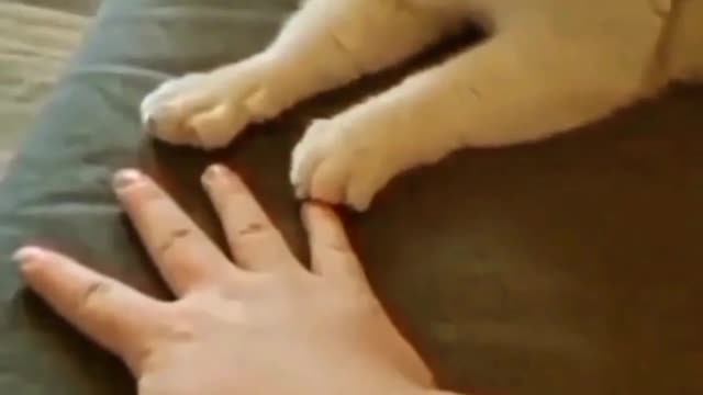 For more cut kitiies 😳