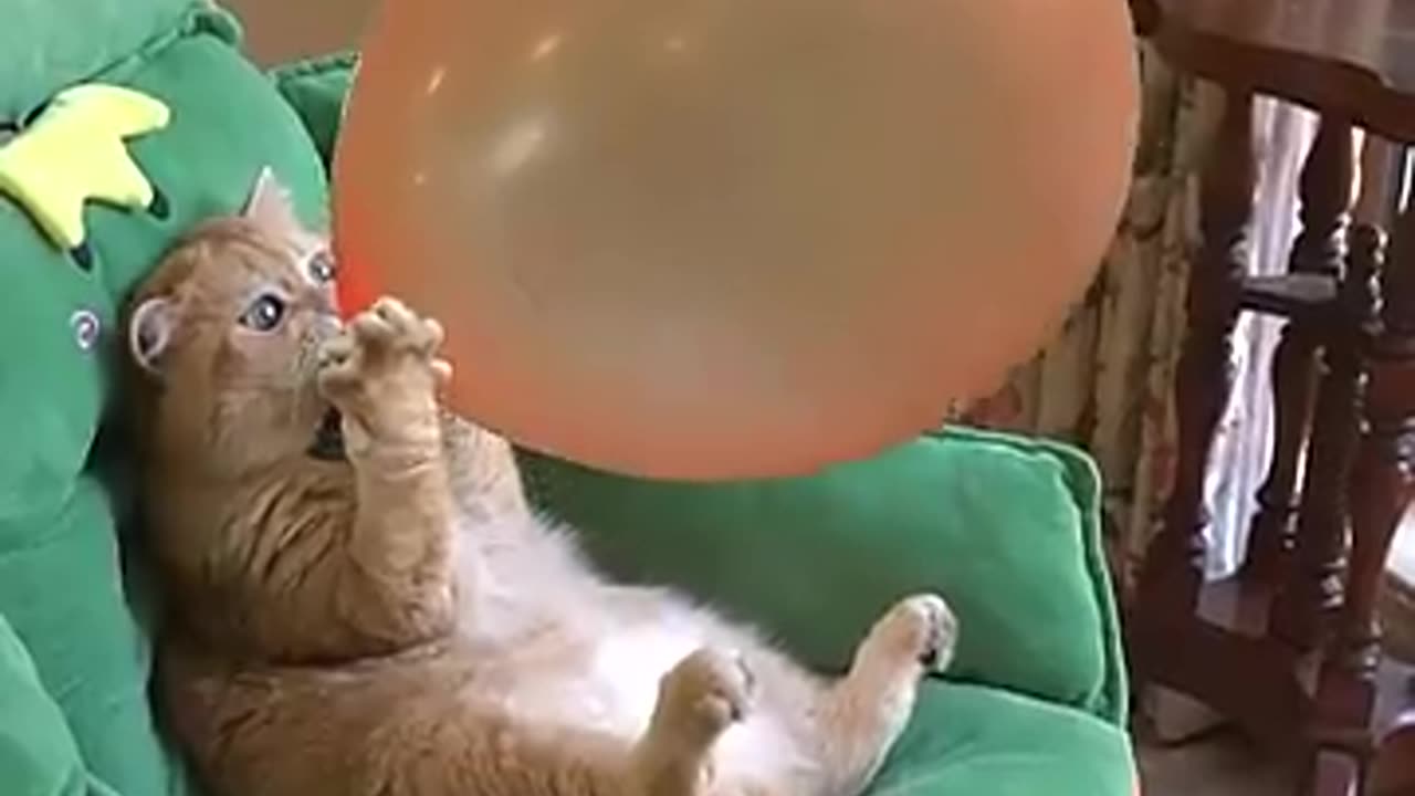 Funny animal video