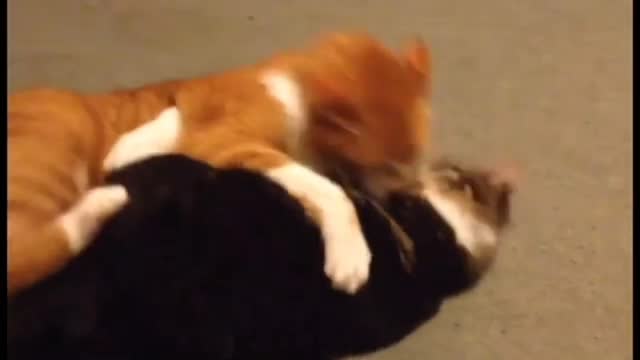 Funny cats unbelievable moments funny cats