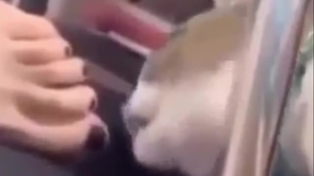 Smart Cat!