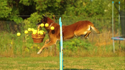 The dog with the balls